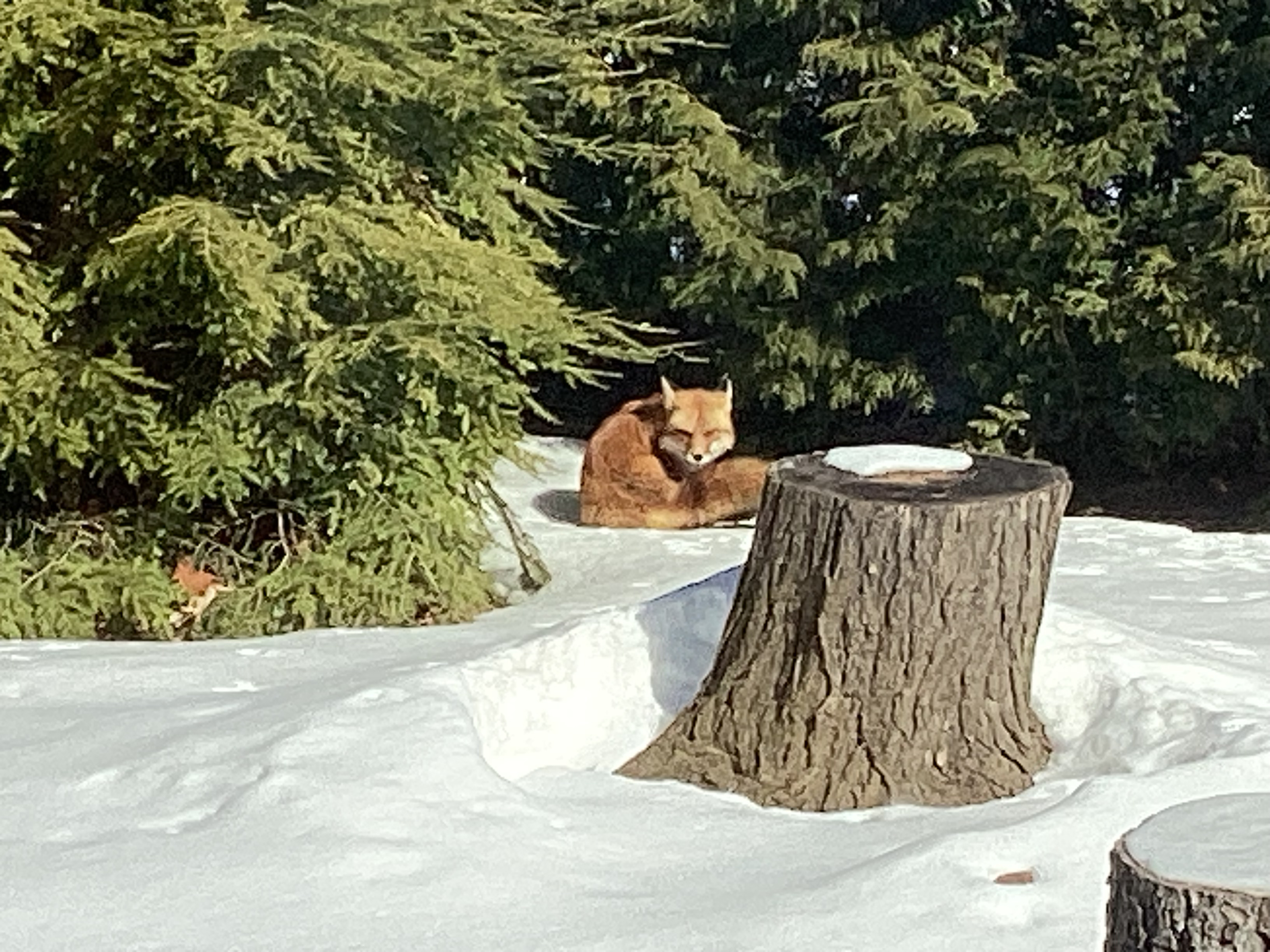 SnowFox